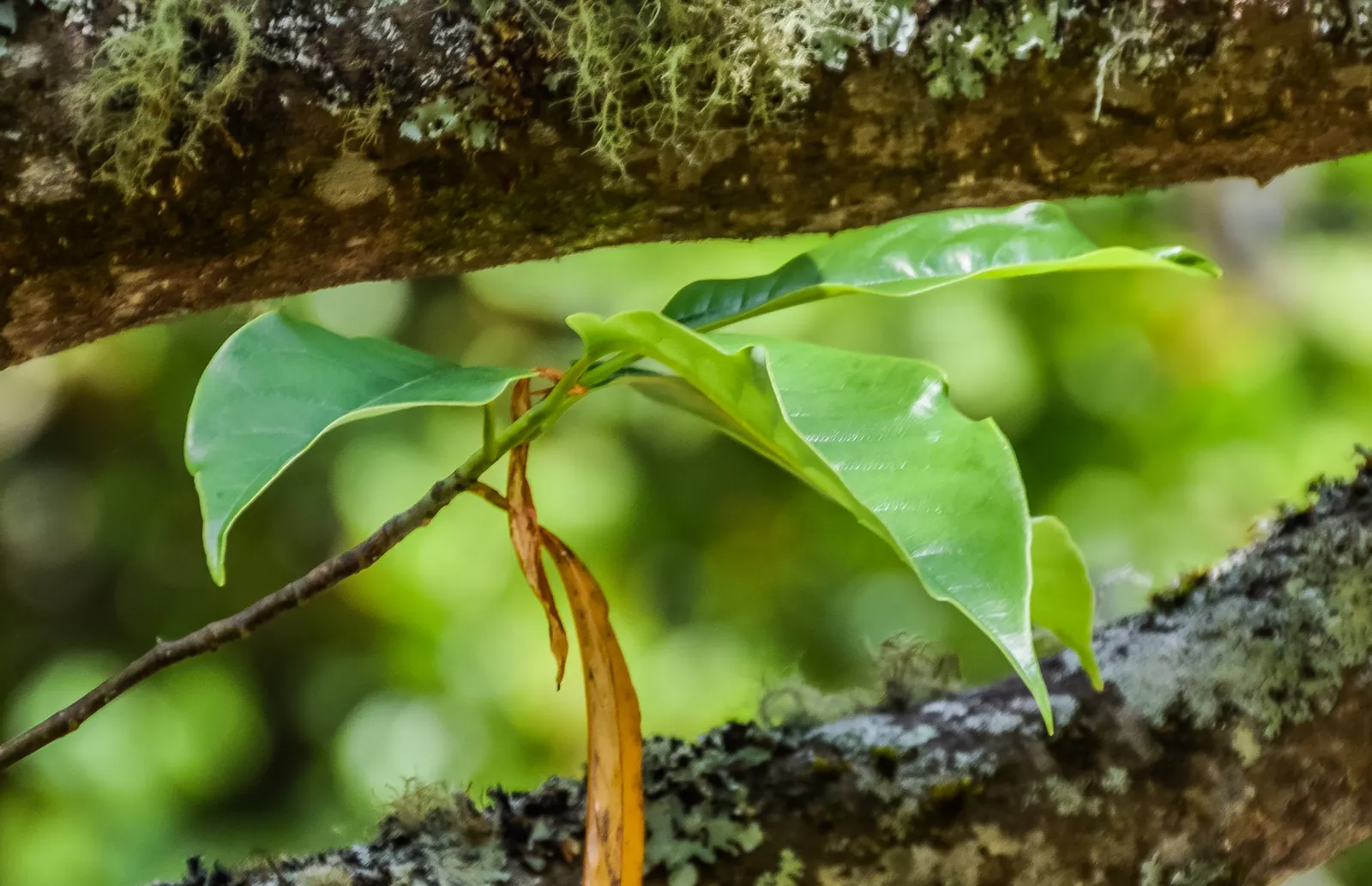 Sweet Michelia (Michelia Doltsopa) — valued for its lush foliage and fragrant; though some specimens may grow taller under optimal conditions.<br><br>This tree