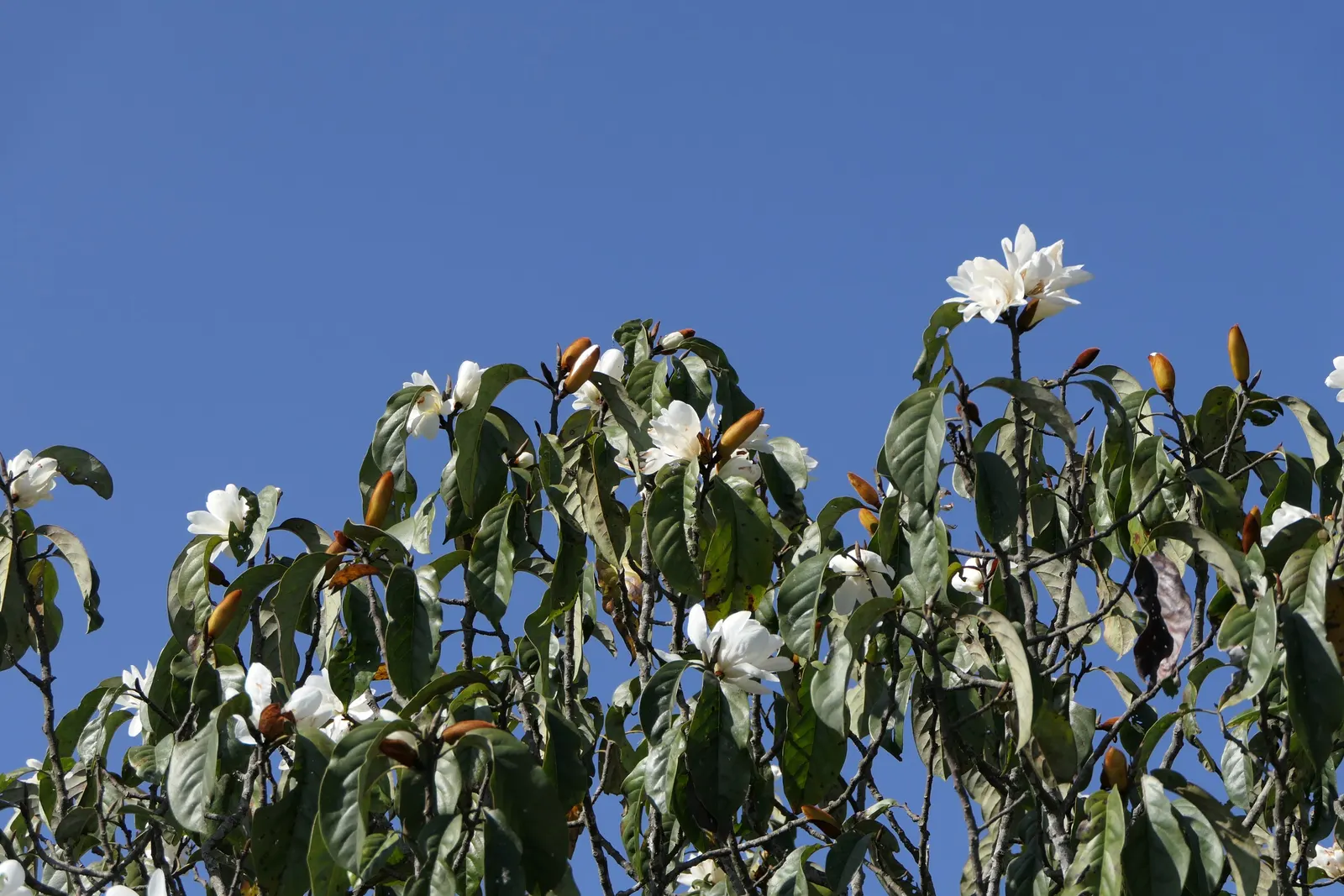 Sweet Michelia (Michelia Doltsopa) — It thrives under full sun to partial shade