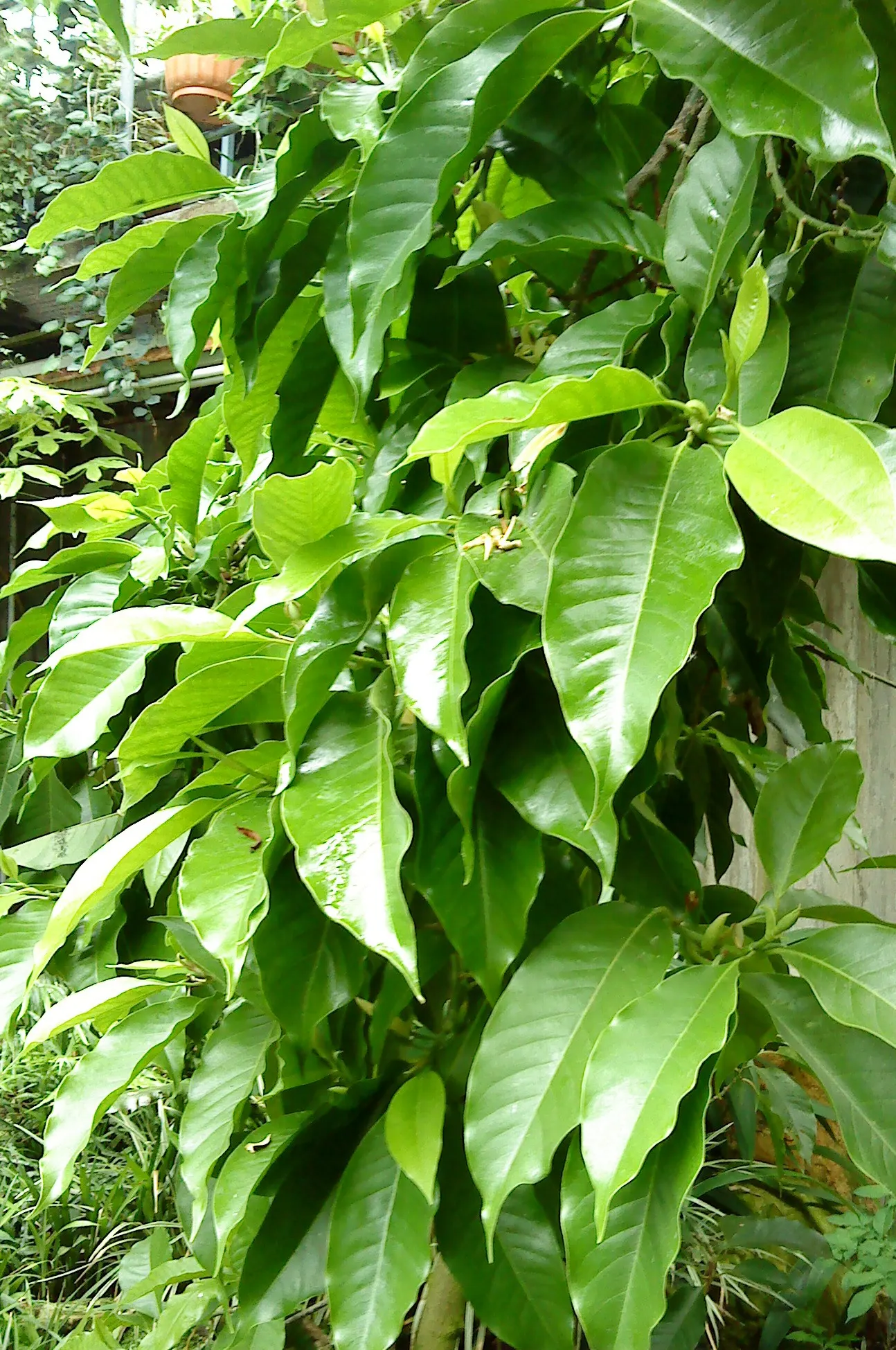 Sweet Michelia (Michelia Doltsopa) — It can attain a majestic stature
