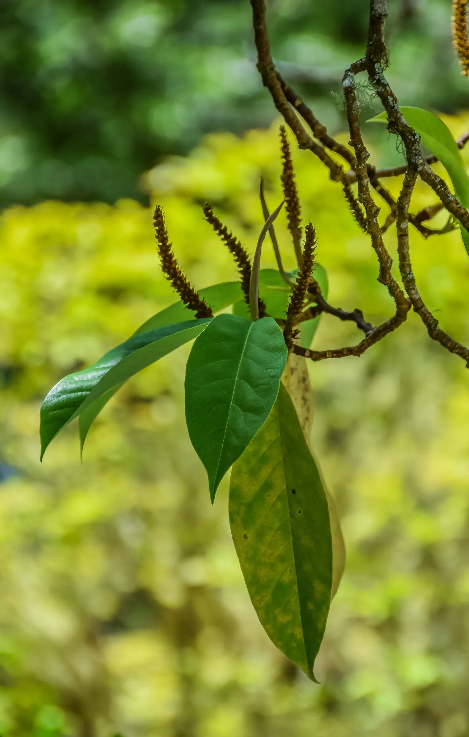 Sweet Michelia (Michelia Doltsopa) — although in hotter climates; typically reaching heights of 20 to 30 feet with a similar spread