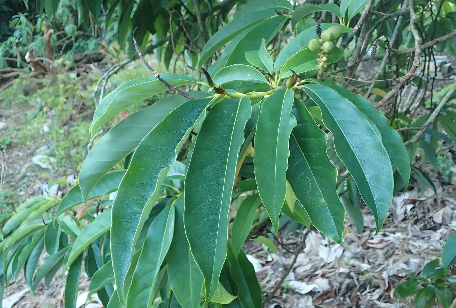 Sweet Michelia (Michelia Doltsopa) — although in hotter climates