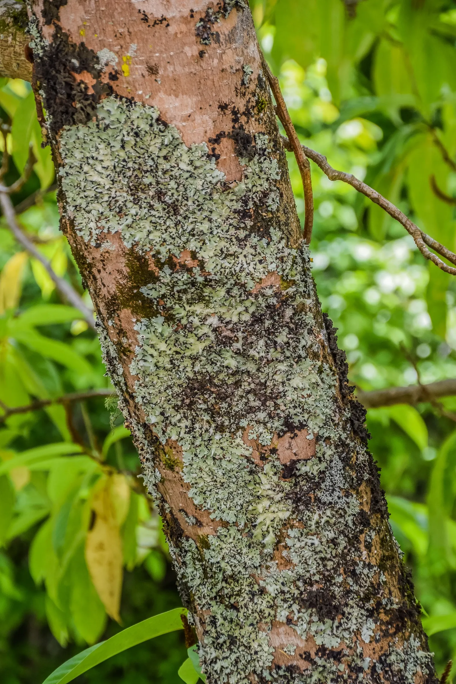 Sweet Michelia (Michelia Doltsopa) — especially during dry periods
