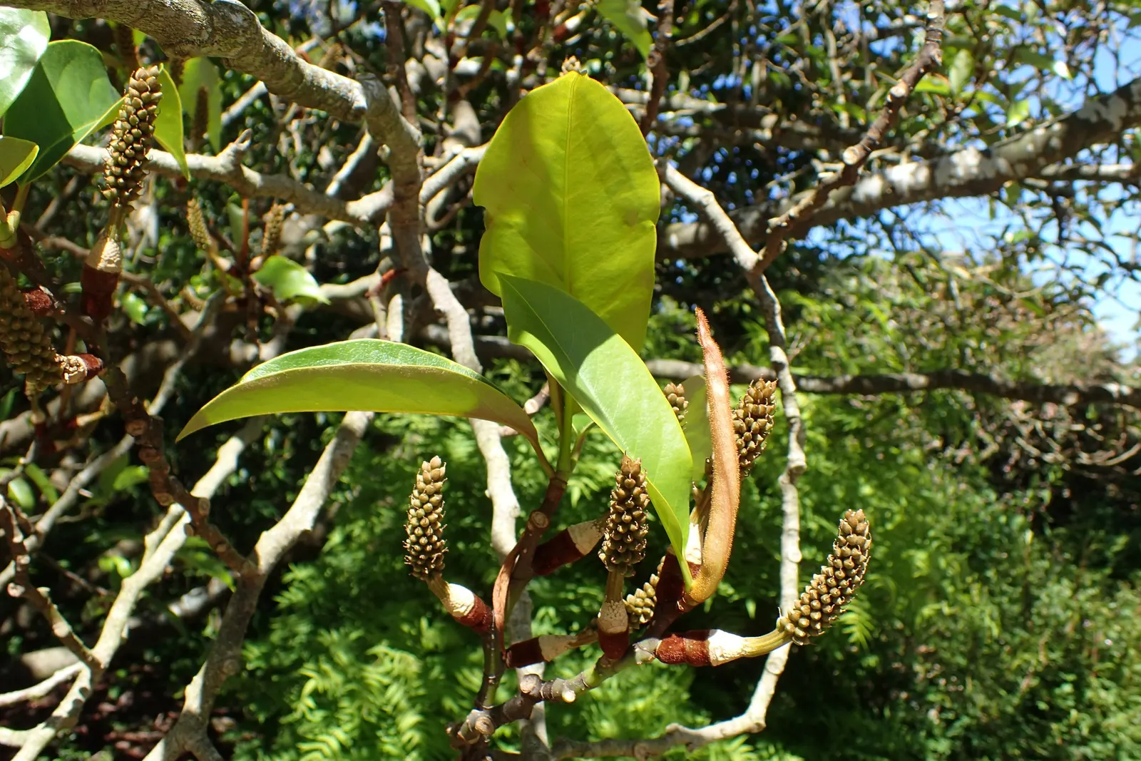 Sweet Michelia (Michelia Doltsopa) — leathery leaves that are dark green on the top with a lighter underside and can grow up to 6 inches long