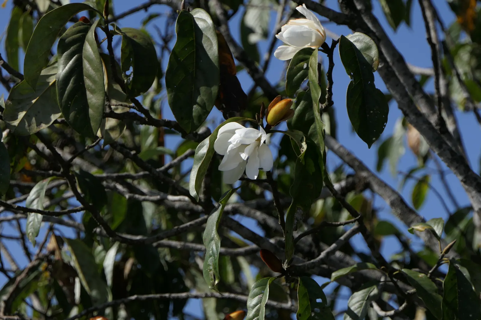 Sweet Michelia (Michelia Doltsopa) — Sweet Michelia requires well-draining