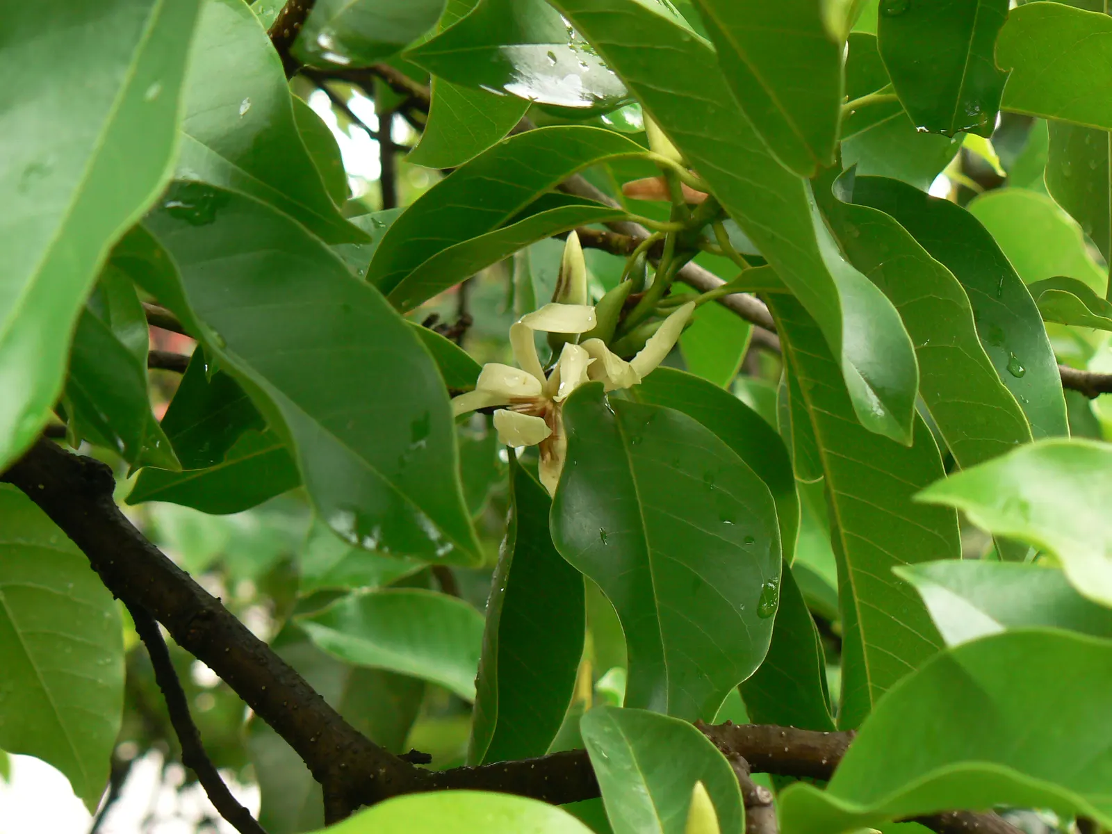 Sweet Michelia (Michelia Doltsopa) — tree with green and white blooms