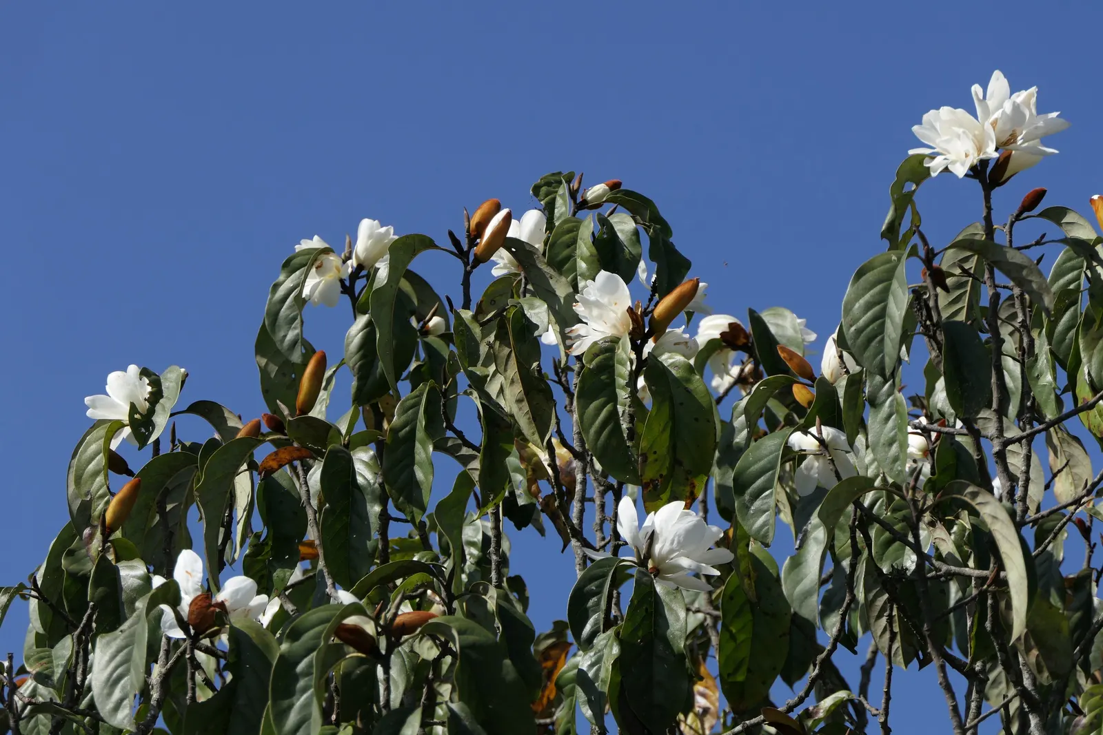 Sweet Michelia (Michelia Doltsopa) — Reaching up to 30 feet tall with a spread of 20 feet, it thrives in USDA zones 7-10; it thrives under full sun to partial