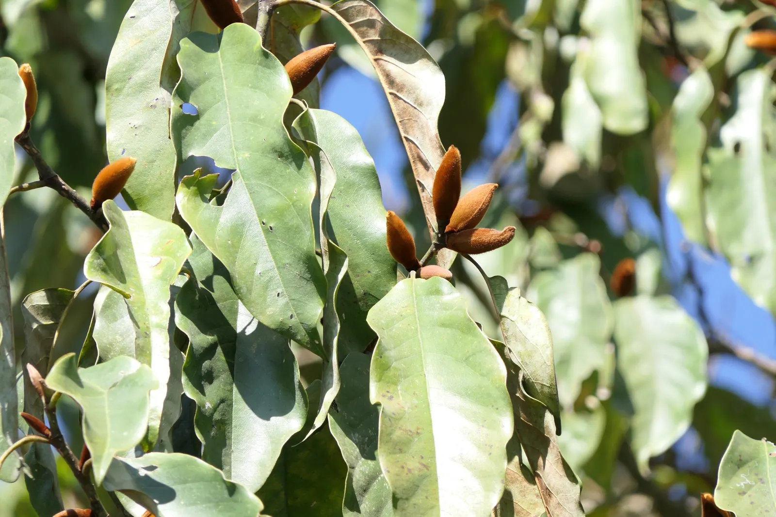 Sweet Michelia (Michelia Doltsopa) — green and white flowers in the garden
