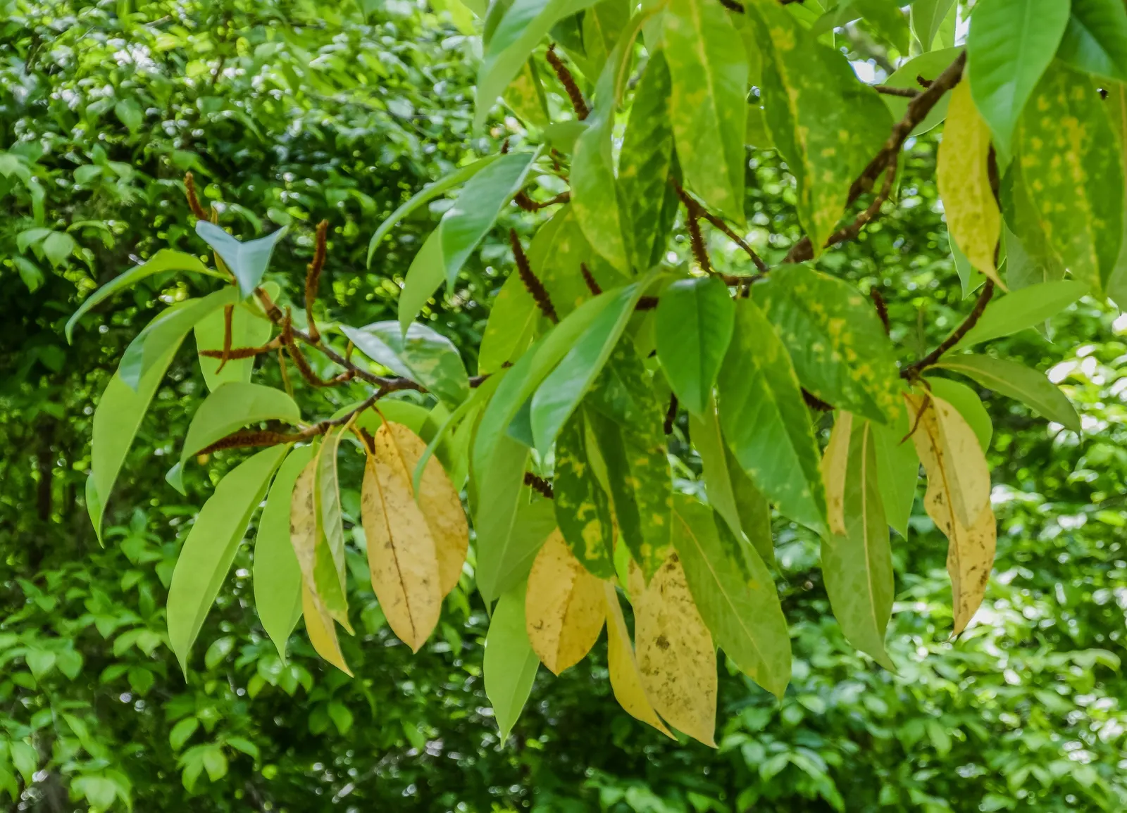 Sweet Michelia (Michelia Doltsopa) — enhancing the sensory richness of any designed space