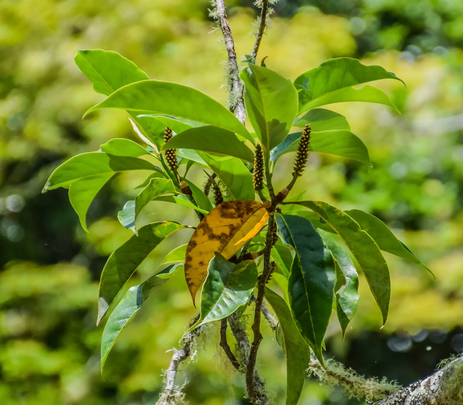 Sweet Michelia (Michelia Doltsopa) — and the olfactory experience it provides