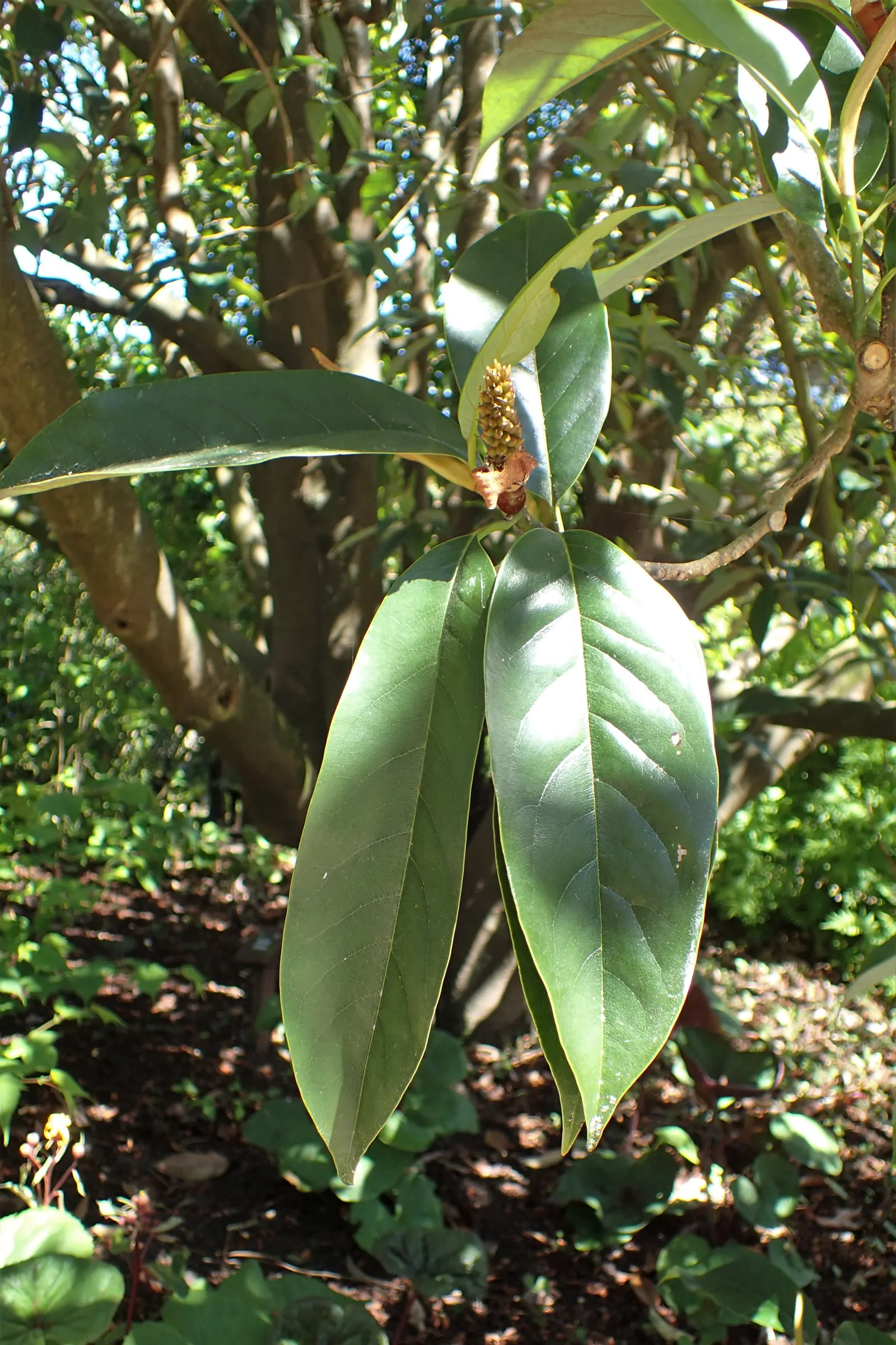 Sweet Michelia (Michelia Doltsopa) — It thrives under full sun to partial shade; reaching up to 30 feet tall with a spread of 20 feet, it thrives in USDA zones