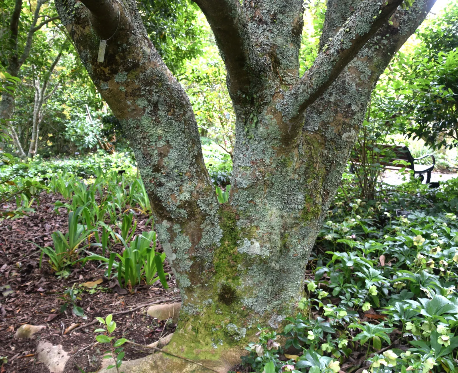 Sweet Michelia (Michelia Doltsopa) — tree for full or half