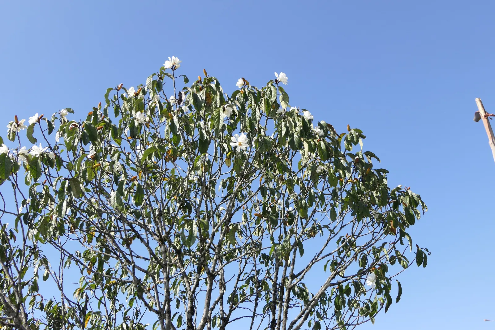 Sweet Michelia (Michelia Doltsopa) — typically reaching heights of 20 to 30 feet with a similar spread; scientifically named Michelia doltsopa