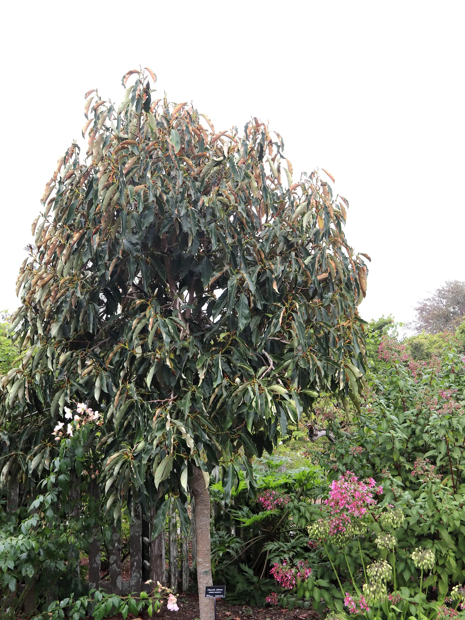 Sweet Michelia (Michelia Doltsopa) — Sweet Michelia requires well-draining; although in hotter climates