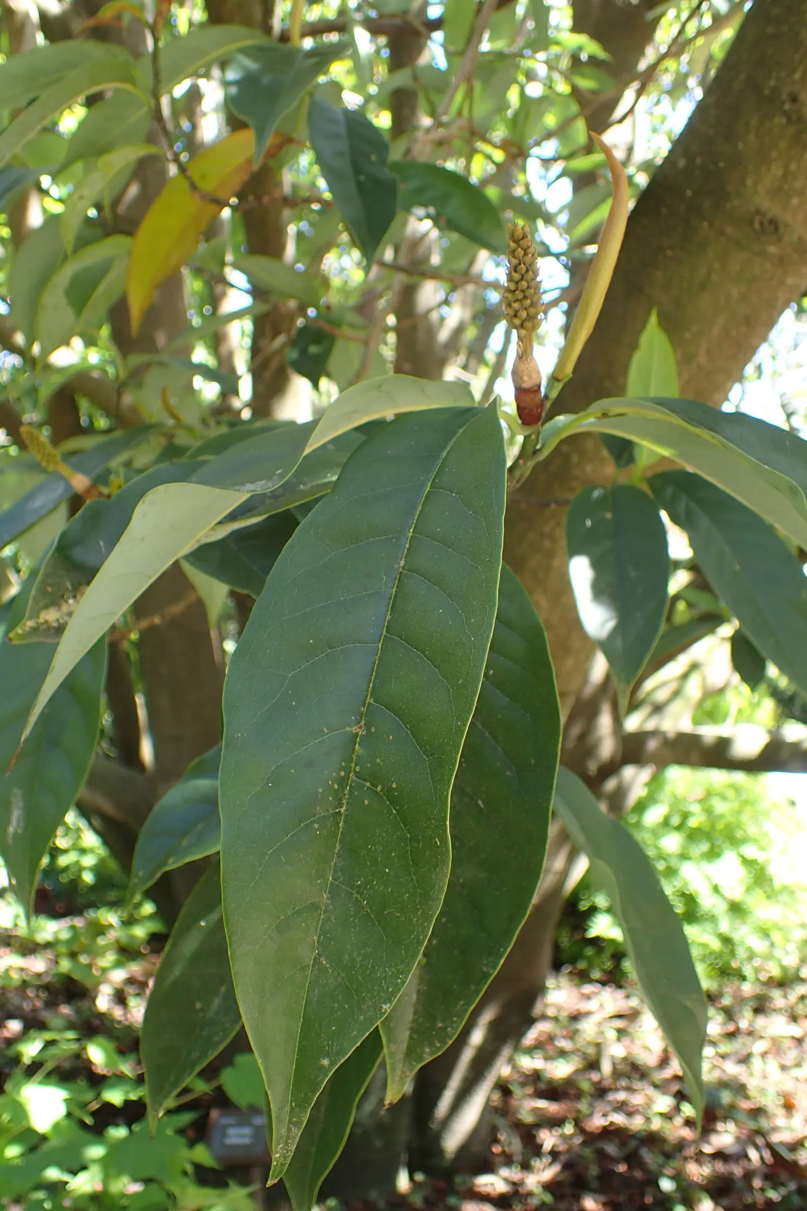 Sweet Michelia (Michelia Doltsopa) — Native to the eastern Himalayas, this elegant species thrives in USDA hardiness zones 7 through 10