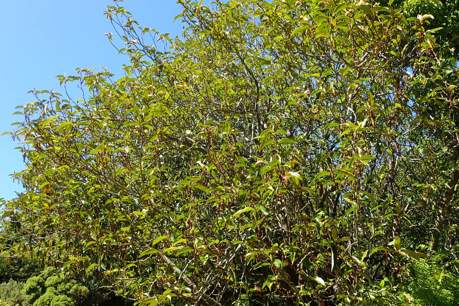 Sweet Michelia (Michelia Doltsopa) — typically reaching heights of 20 to 30 feet with a similar spread
