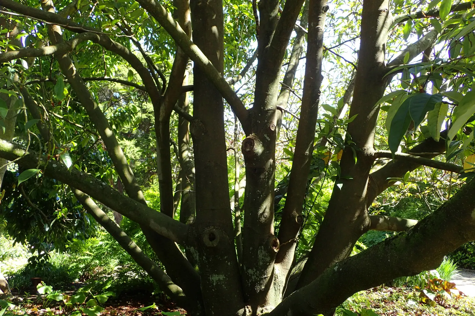 Sweet Michelia (Michelia Doltsopa) — The tree demands regular watering