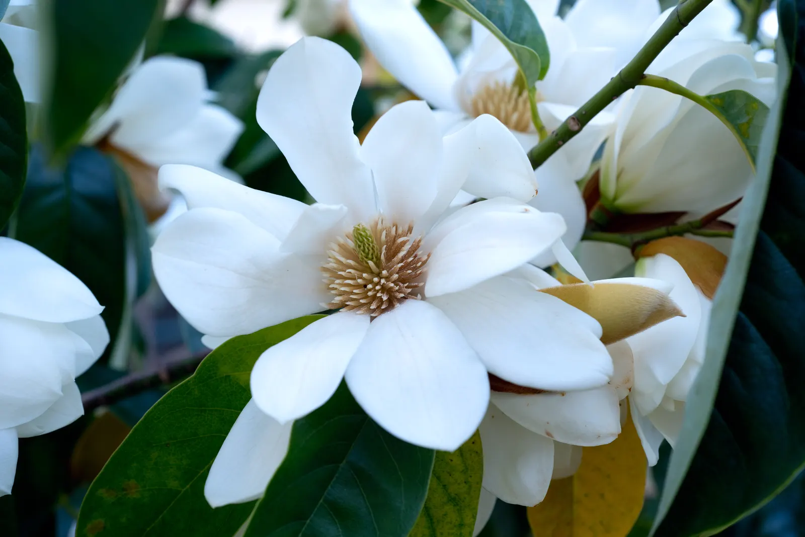 Sweet Michelia (Michelia Doltsopa) — with a preference for a slightly acidic to neutral pH
