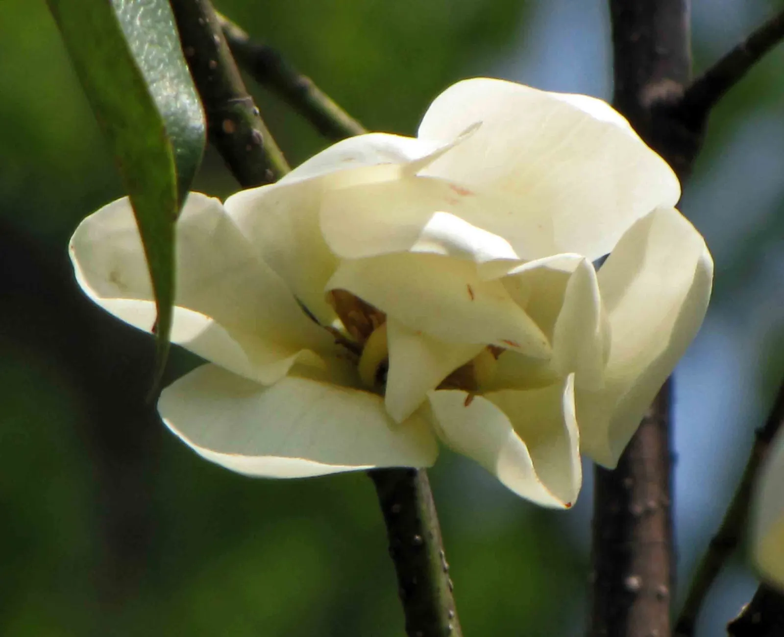 Sweet Michelia (Michelia Doltsopa) — leathery leaves that are dark green on the top with a lighter underside and can grow up to 6 inches long; the tree demands