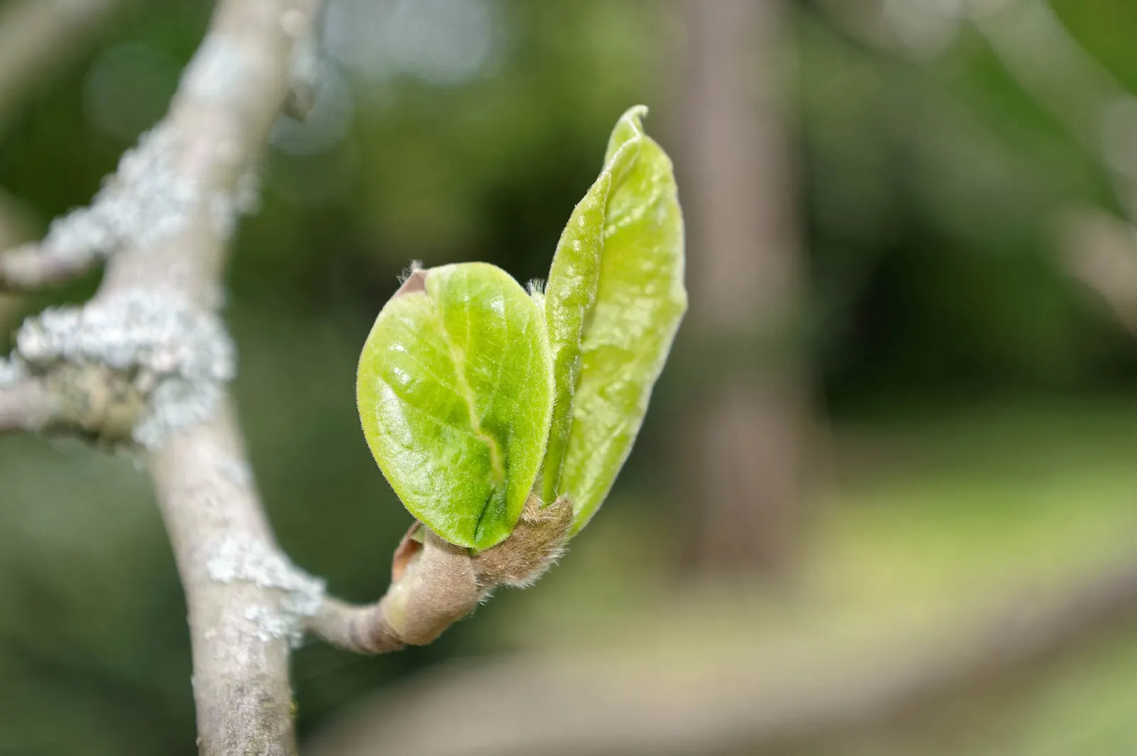 Sweet Michelia (Michelia Doltsopa) — The Sweet Michelia (Michelia doltsopa) is an evergreen tree; preferring full sun to partial shade, it requires