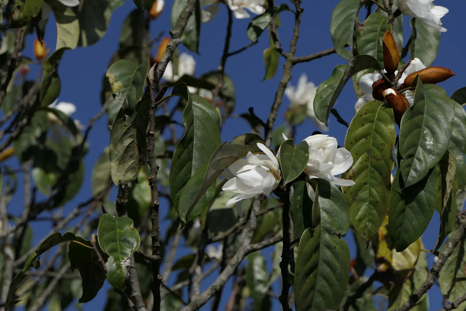 Sweet Michelia (Michelia Doltsopa) — Preferring full sun to partial shade, it requires well-drained soil; and the olfactory experience it provides