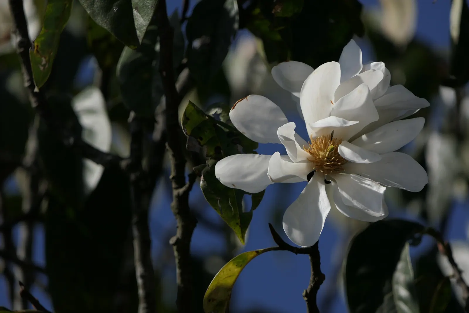Sweet Michelia (Michelia Doltsopa) — Blooms are most prolific in late winter to spring; it can attain a majestic stature
