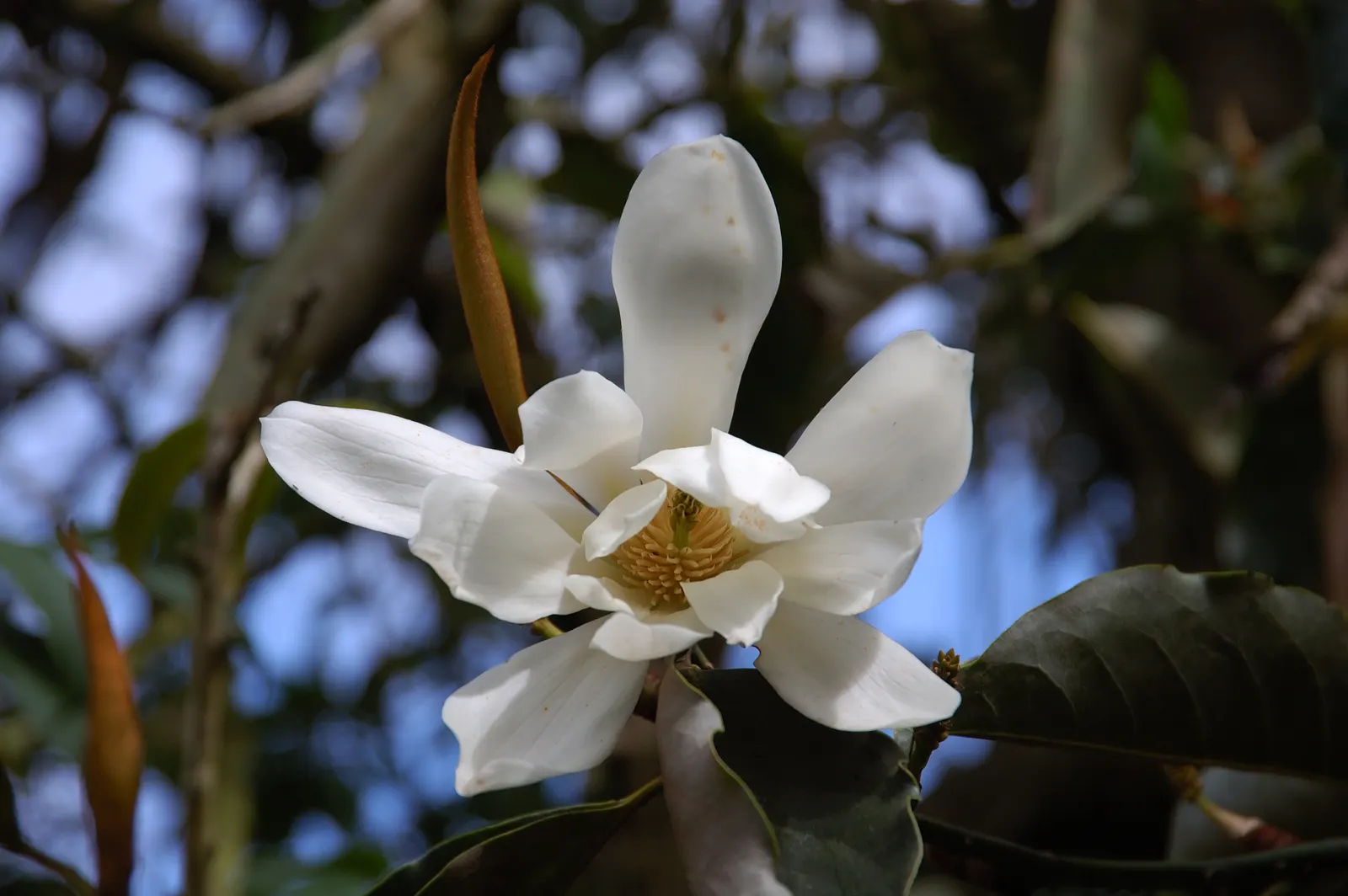 Sweet Michelia (Michelia Doltsopa) — Blooms are most prolific in late winter to spring