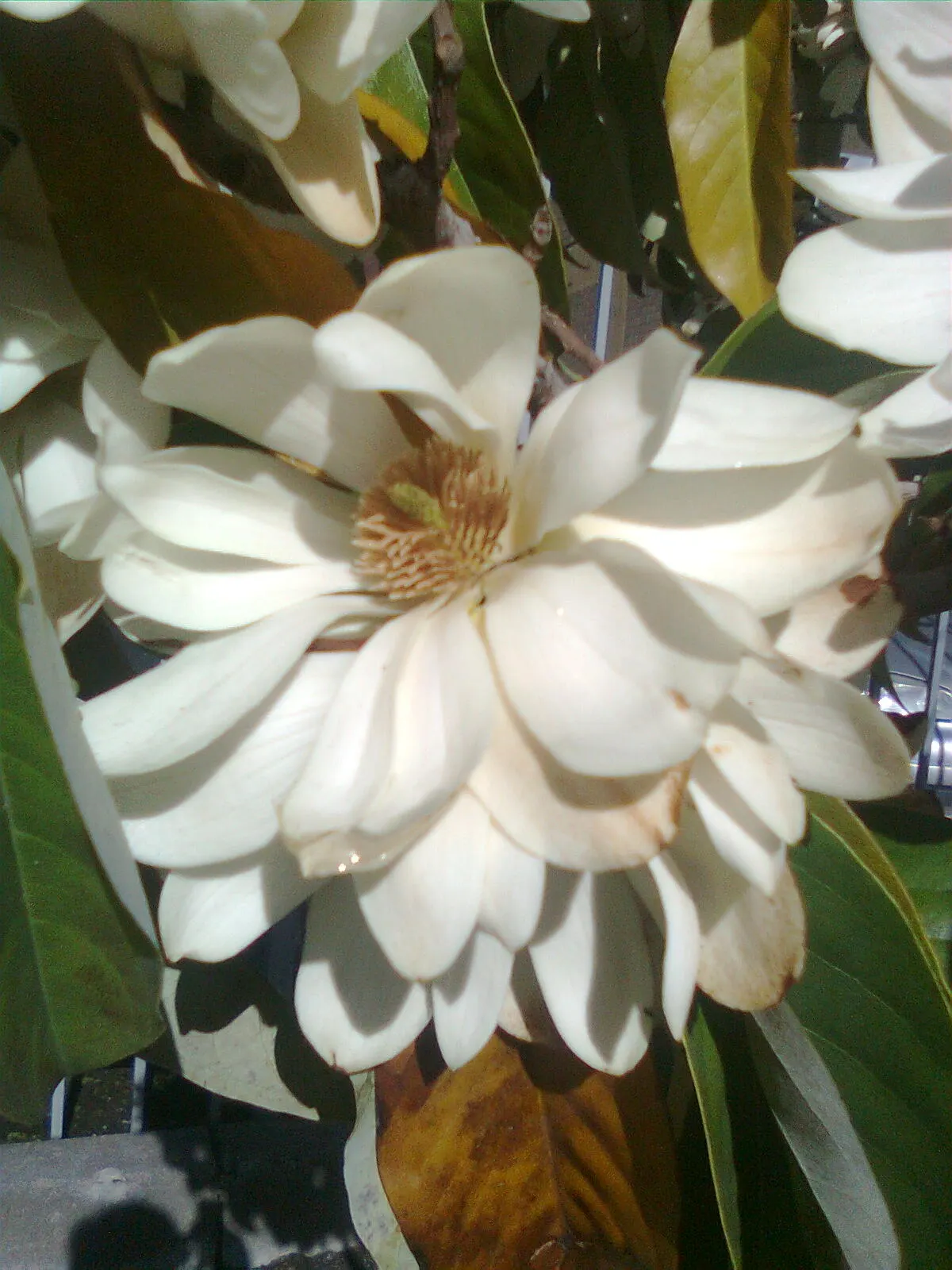 Sweet Michelia (Michelia Doltsopa) — scientifically named Michelia doltsopa