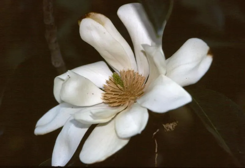 Sweet Michelia (Michelia Doltsopa) — The Sweet Michelia (Michelia doltsopa) is an evergreen tree