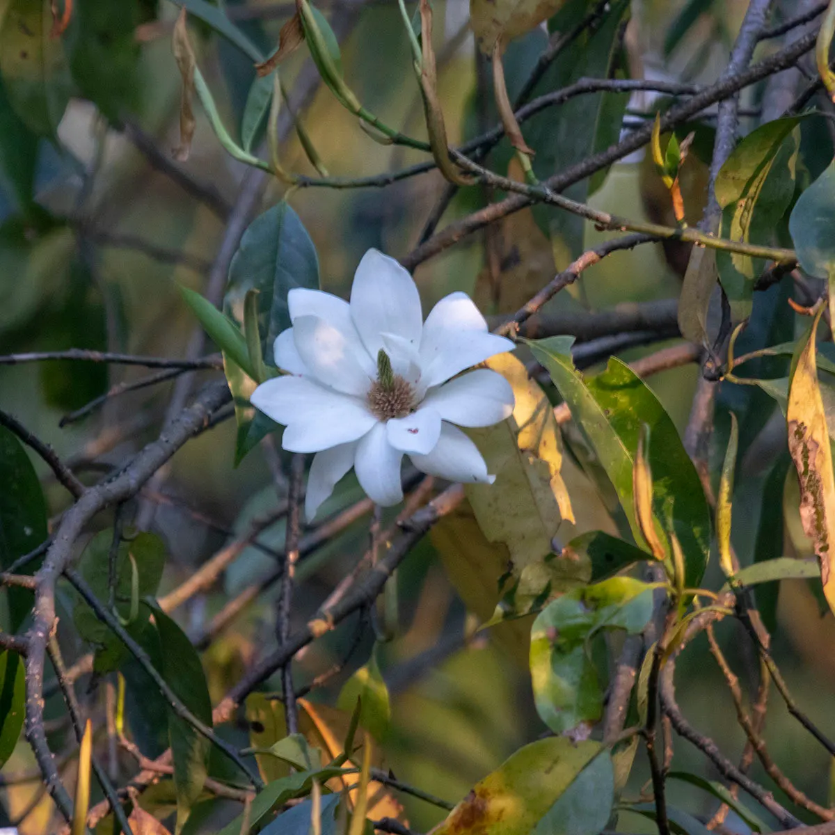 Sweet Michelia (Michelia Doltsopa) — Providing year-long attraction, its glossy leaves and blossoms make an excellent focal point in any design
