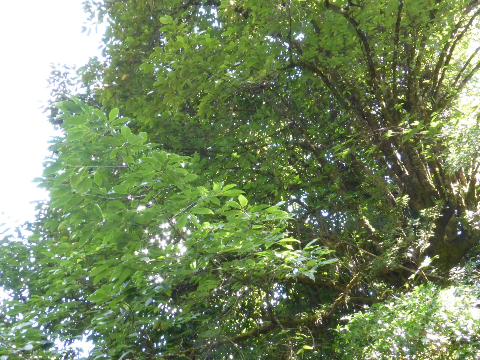 Sweet Michelia (Michelia Doltsopa) — Reaching up to 30 feet tall with a spread of 20 feet, it thrives in USDA zones 7-10