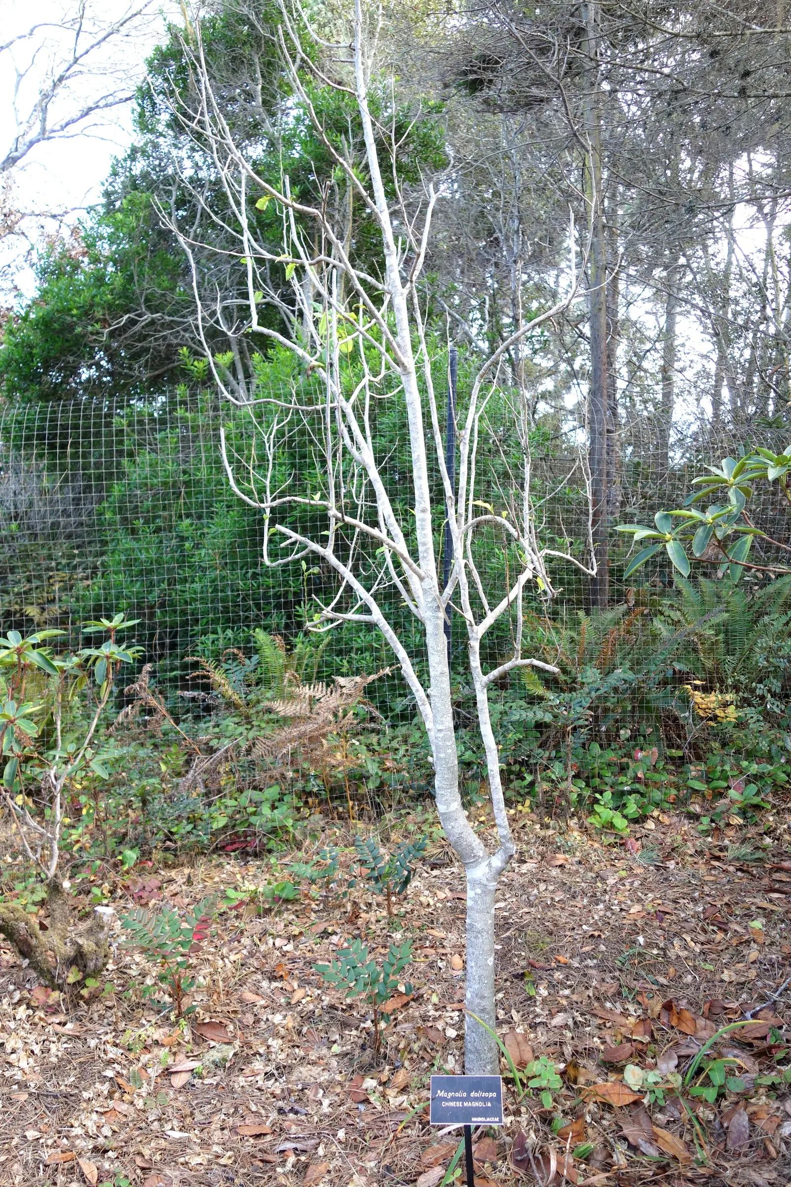 Sweet Michelia (Michelia Doltsopa) — which resemble magnolias and can be up to 4 inches across