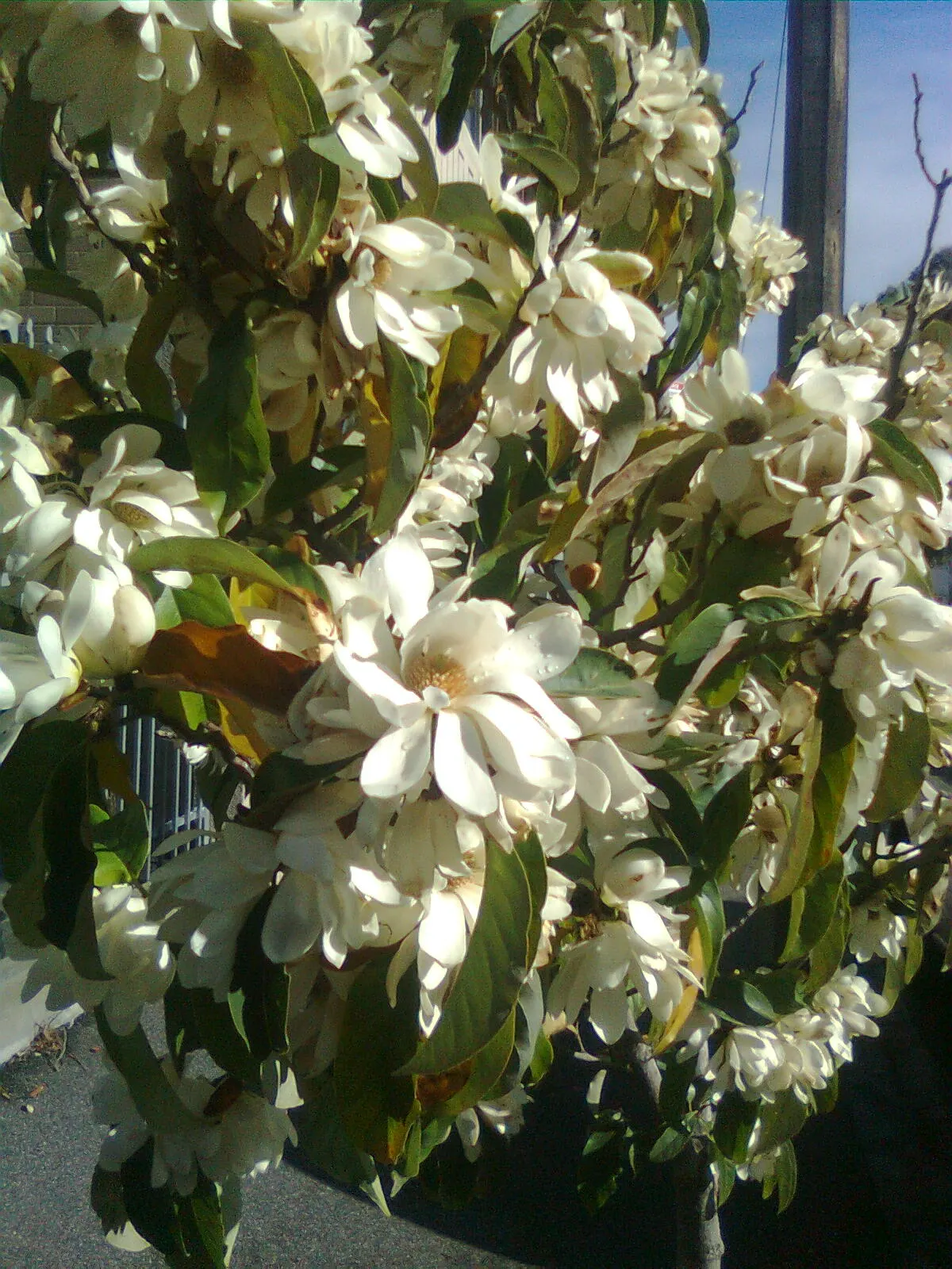 Sweet Michelia (Michelia Doltsopa) — Sweet Michelia is particularly renowned for its fragrant