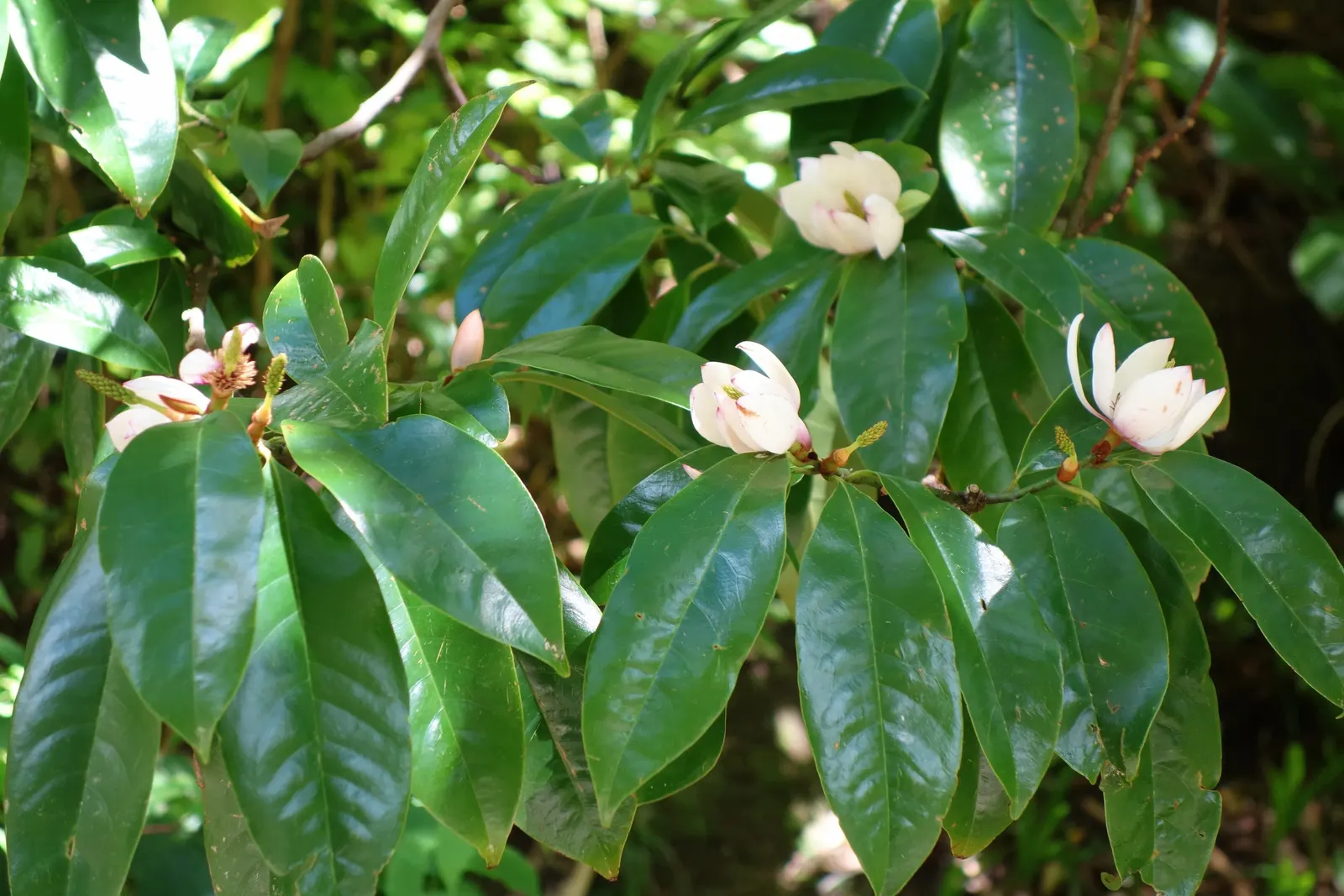 Sweet Michelia (Michelia Doltsopa) — Blooming predominantly in late winter to early spring