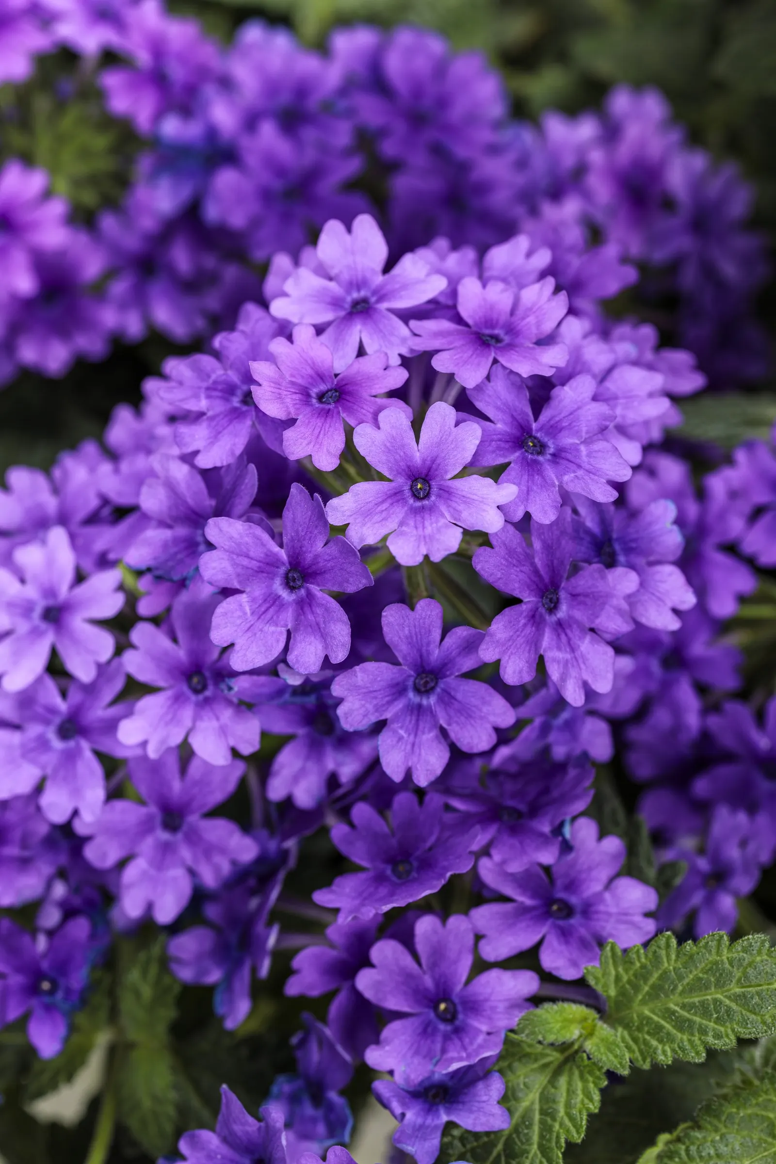Cobalt™ Verbena — prized for its saturated dark blue-purple flower clusters and lush