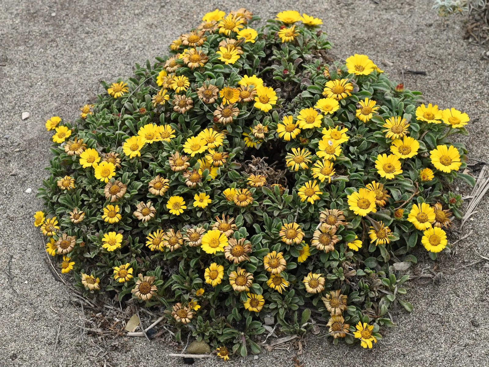 Gold Coin Daisy (Asteriscus Maritimus) — but deadheading spent flowers may encourage further blooming.<br><br>For gardens in cooler climates