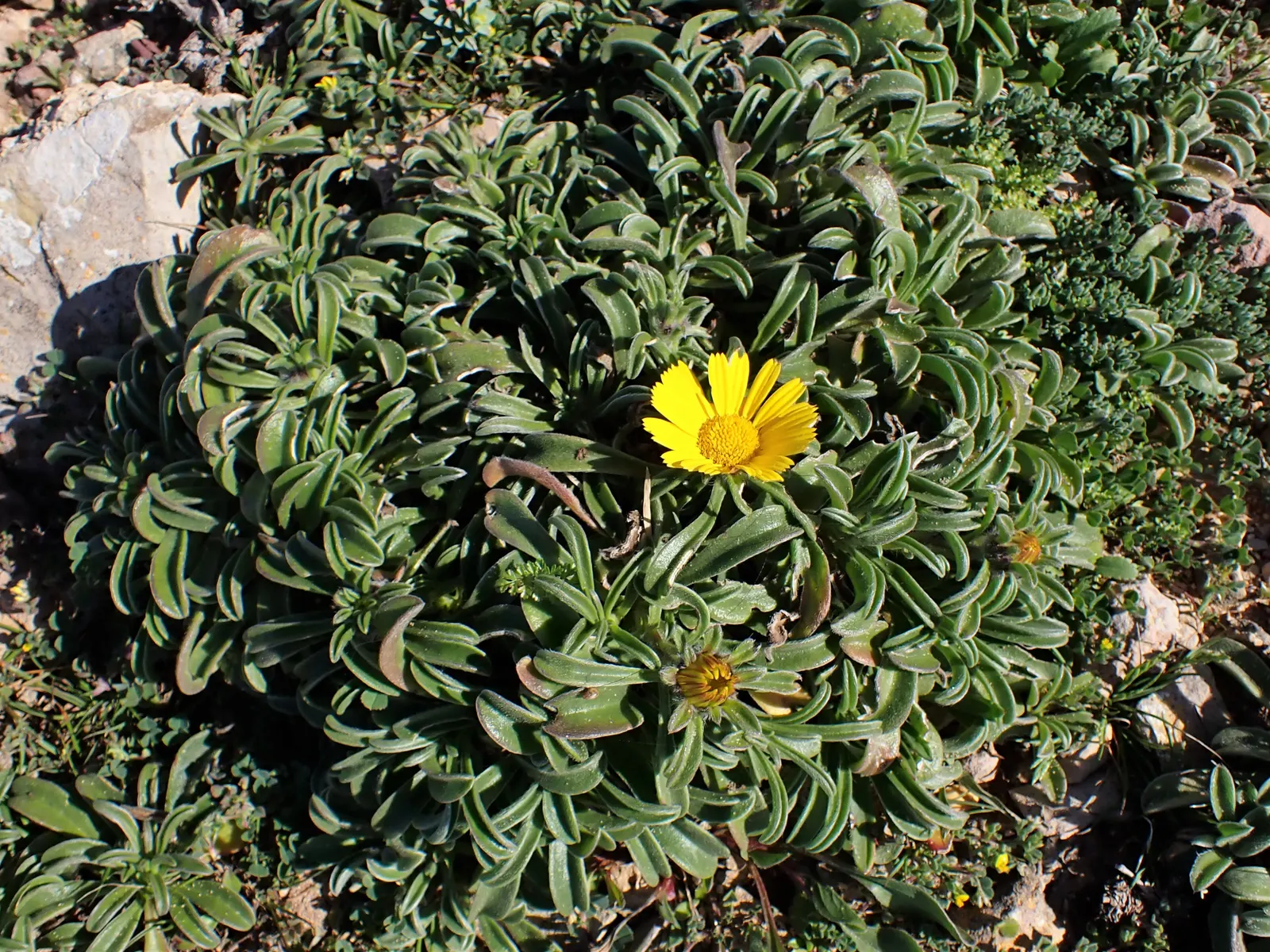 Gold Coin Daisy (Asteriscus Maritimus) — and under optimal conditions