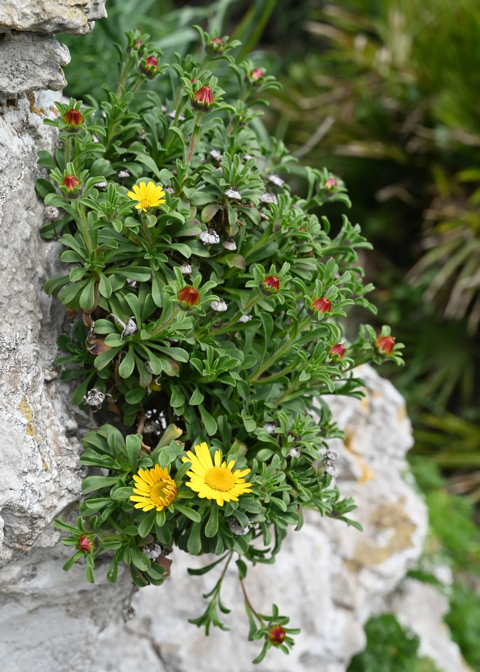 Gold Coin Daisy (Asteriscus Maritimus) — This Mediterranean native is well-suited for rock gardens
