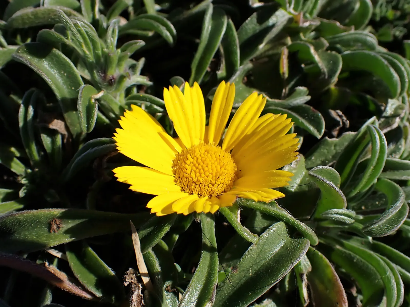 Gold Coin Daisy (Asteriscus Maritimus) — providing a burst of cheerful color throughout the growing season; compact Gold Coin (Asteriscus maritimus) thrives as