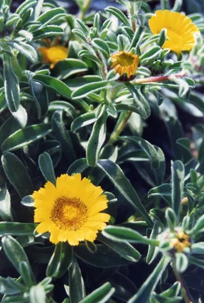 Gold Coin Daisy (Asteriscus Maritimus) — where it can provide year-round interest.<br><br>Flowering typically occurs from late spring through summer