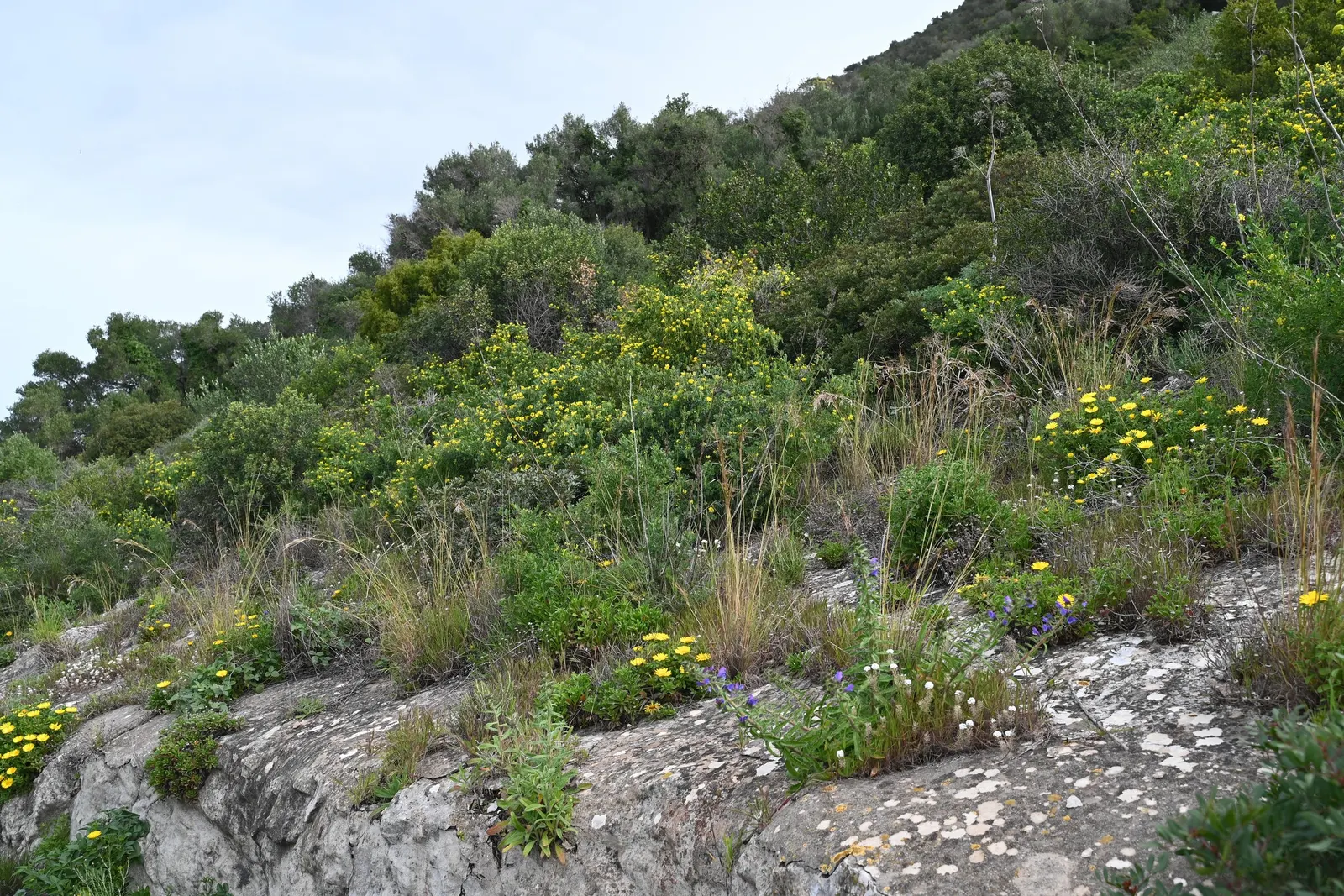 Gold Coin Daisy (Asteriscus Maritimus) — mounding clump of leathery