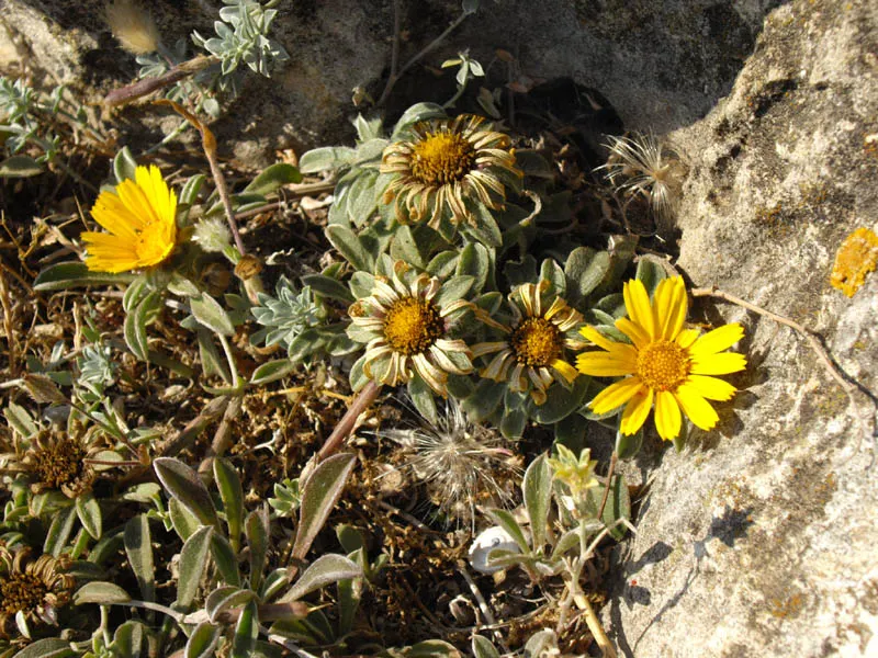Gold Coin Daisy (Asteriscus Maritimus) — consider placing Asteriscus maritimus in well-drained soil