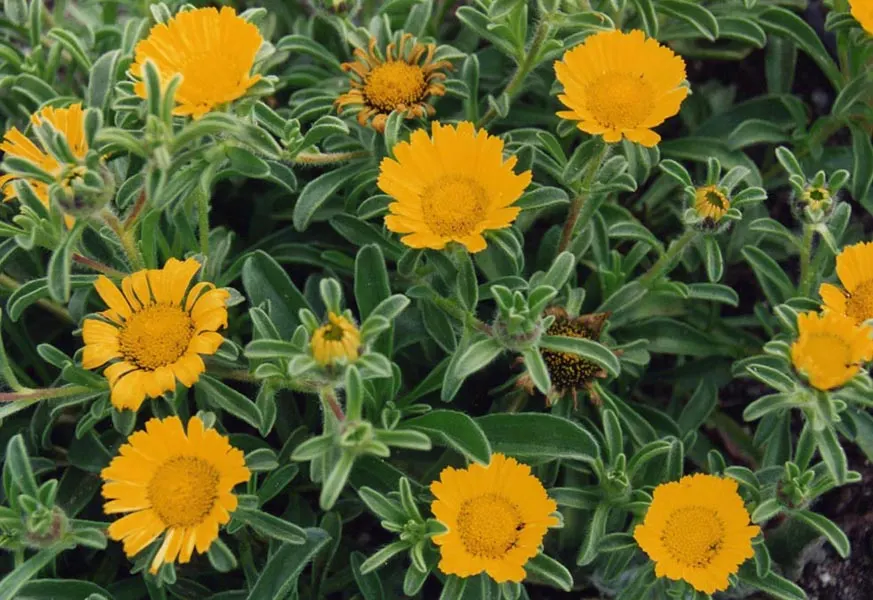 Gold Coin Daisy (Asteriscus Maritimus) — are a vibrant addition to the landscape and also attract pollinators such as bees and butterflies