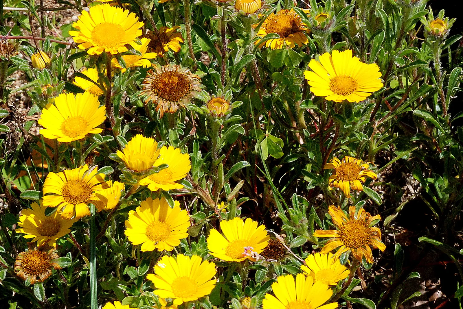 Gold Coin Daisy (Asteriscus Maritimus) — where it can provide year-round interest.<br><br>Flowering typically occurs from late spring through summer; perennial