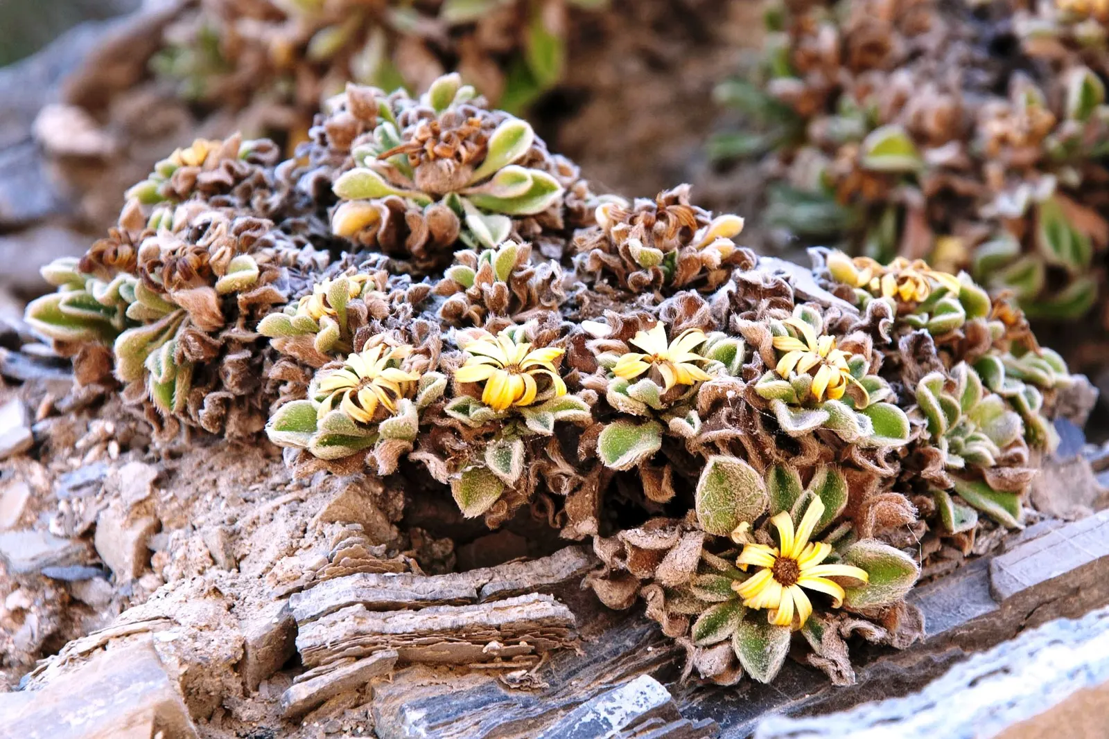 Gold Coin Daisy (Asteriscus Maritimus) — as it is not tolerant to waterlogged conditions; consider placing Asteriscus maritimus in well-drained soil