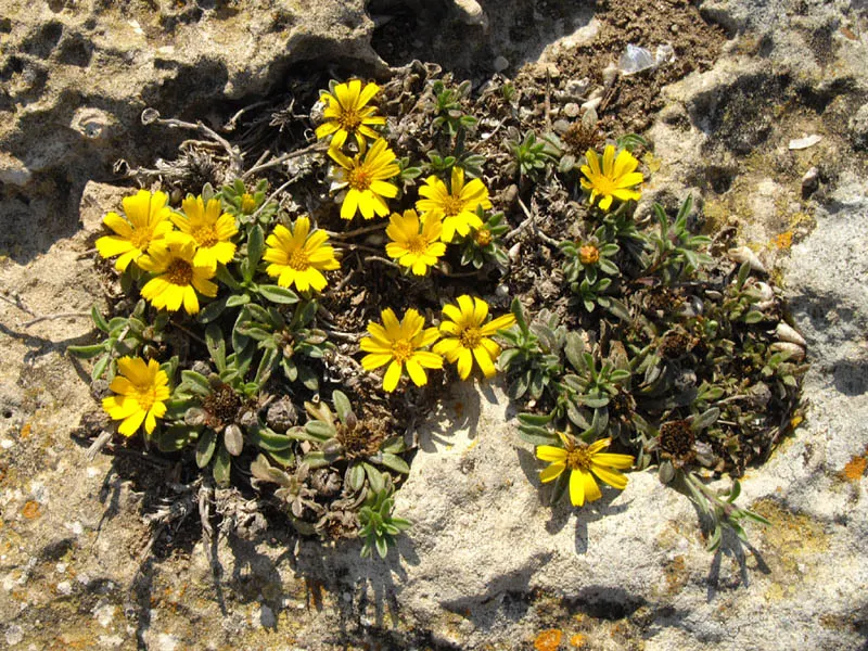 Gold Coin Daisy (Asteriscus Maritimus) — as it is not tolerant to waterlogged conditions