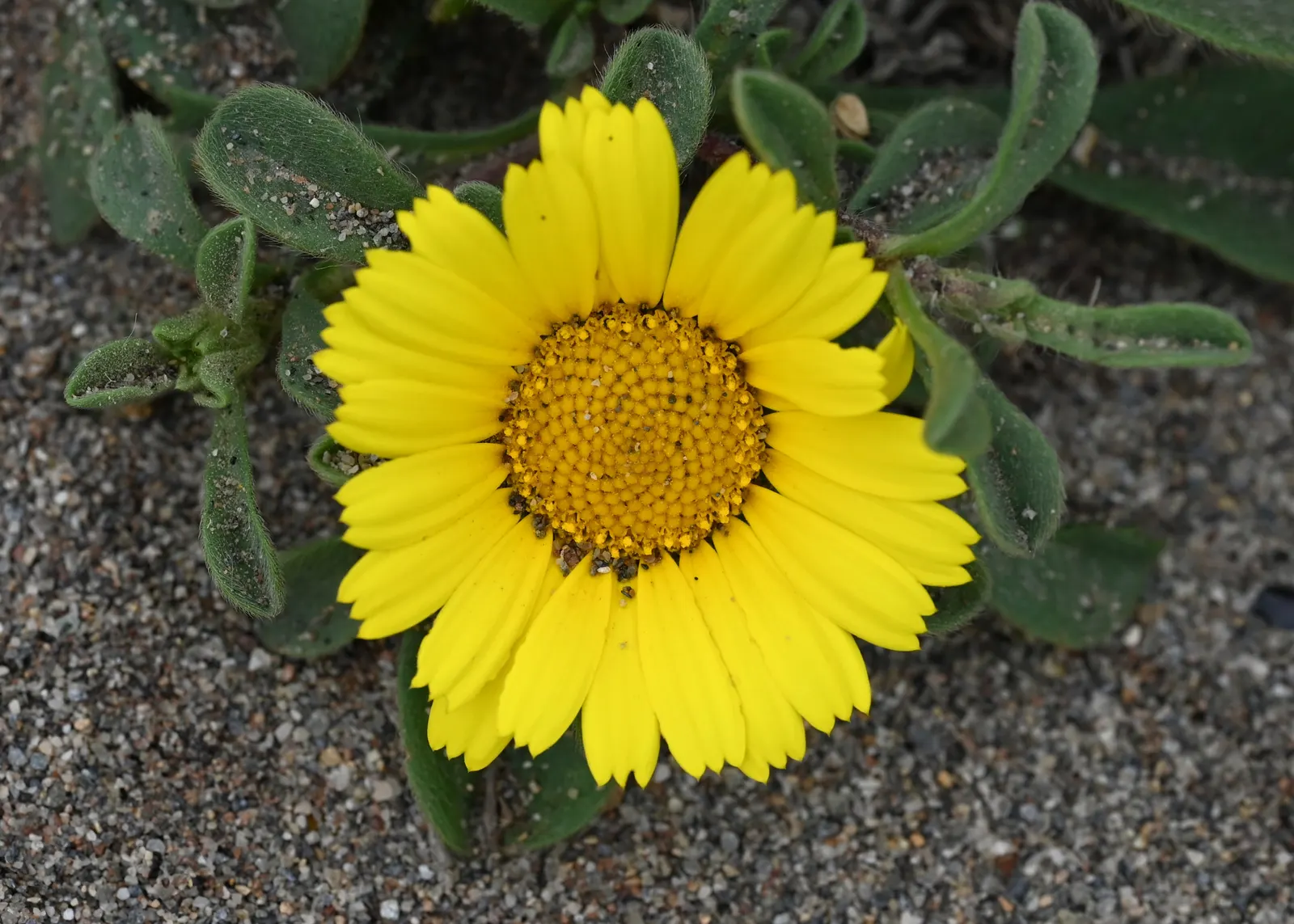 Gold Coin Daisy (Asteriscus Maritimus) — gold flowers in the garden; mounding clump of leathery