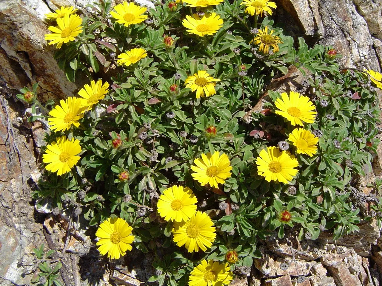 Gold Coin Daisy (Asteriscus Maritimus) — scientifically named Asteriscus maritimus