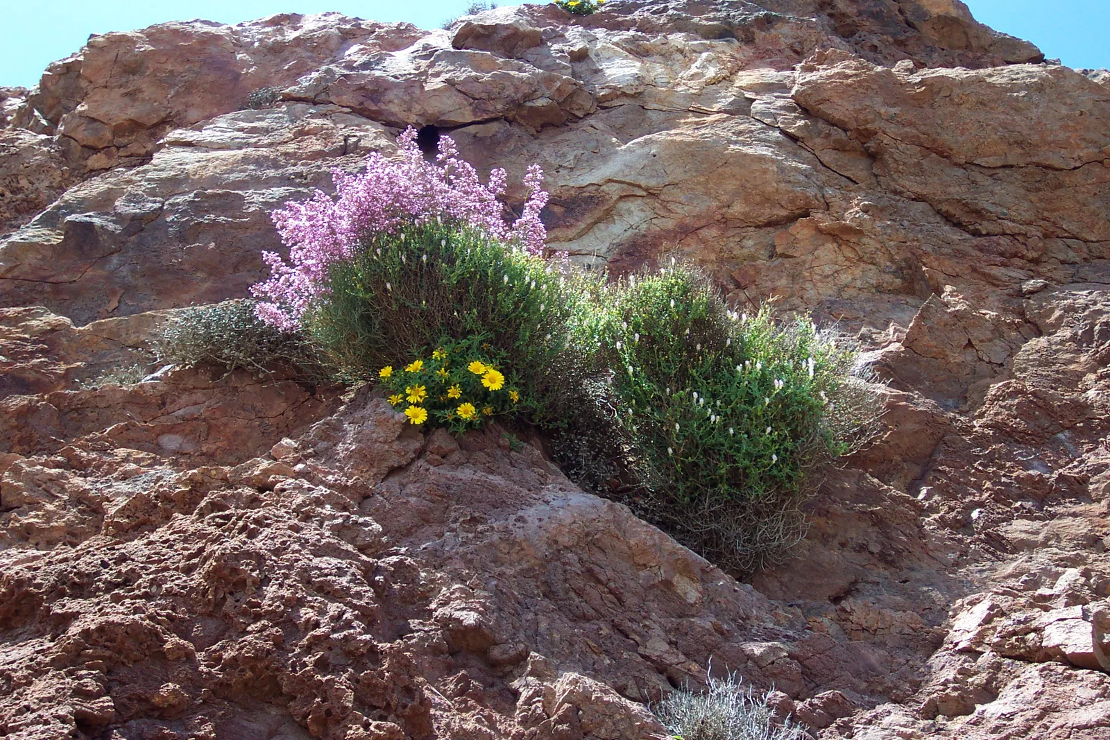 Gold Coin Daisy (Asteriscus Maritimus) — The plant's size makes it an excellent choice for border edging; or even container planting