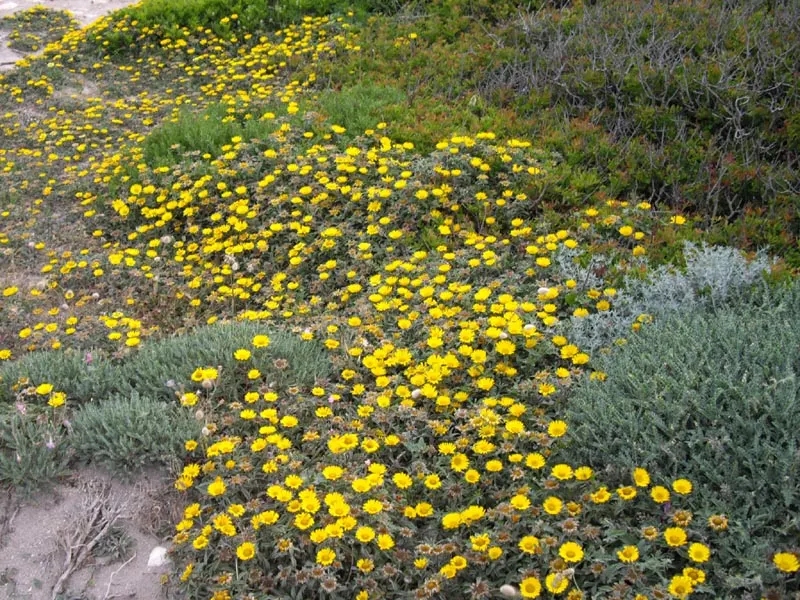 Gold Coin Daisy (Asteriscus Maritimus) — Compact Gold Coin (Asteriscus maritimus) thrives as a low-maintenance evergreen perennial in USDA zones 9-11
