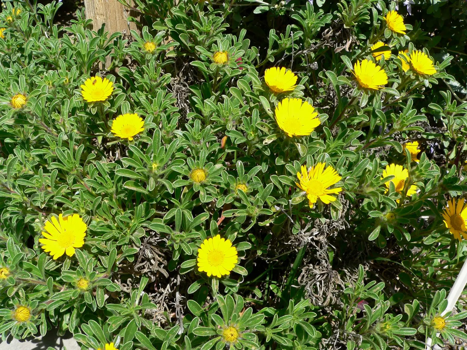 Gold Coin Daisy (Asteriscus Maritimus) — scientifically named Asteriscus maritimus; perennial for full